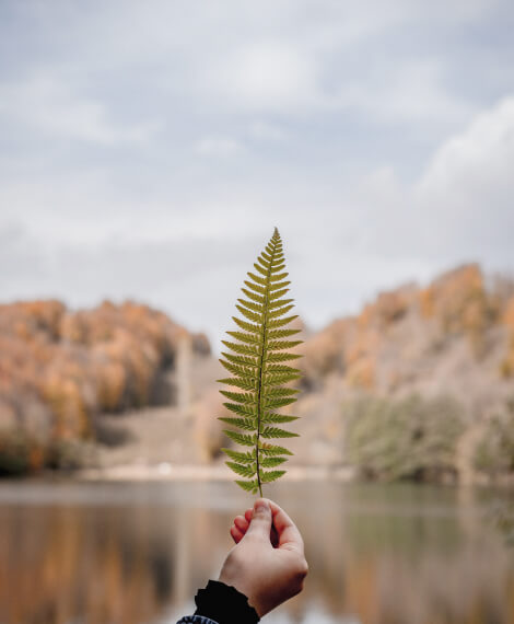 Home Leaf 1